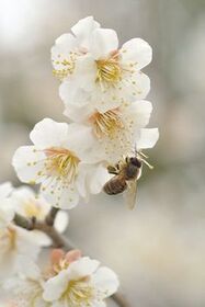 Előzze meg a fagykárt!