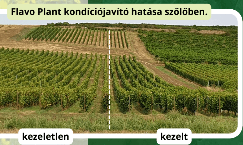 flavo_szolo_kontraszt.png