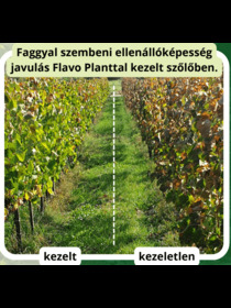 Flavo Plant: Egy növény kondicionáló – ami jóval több, mint egy növénykondicionáló!