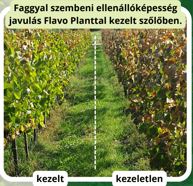 flavo_szolo_kontraszt2.png